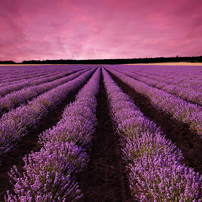 images/imagehover/image08.jpg#joomlaImage://local-images/imagehover/image08.jpg?width=400&height=400